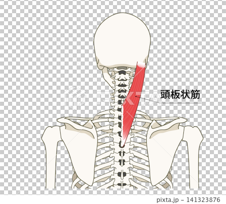 背部（上身）骨骼與肌肉的解剖圖 141323876