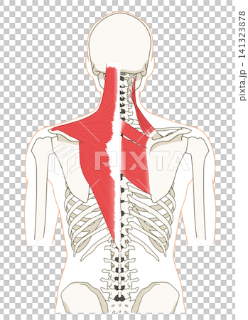 Anatomical diagram of the skeleton and muscles of the back (upper body) Anatomical diagram of the skeleton and muscles of the back (upper body) 141323878