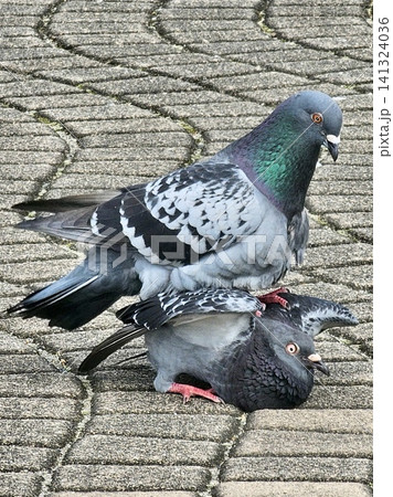 鳩の愛のカタチ 鳩の愛のカタチ 141324036