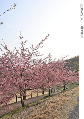 新潟県立植物園の河津桜（新潟県新潟市秋葉区新津） 141324077