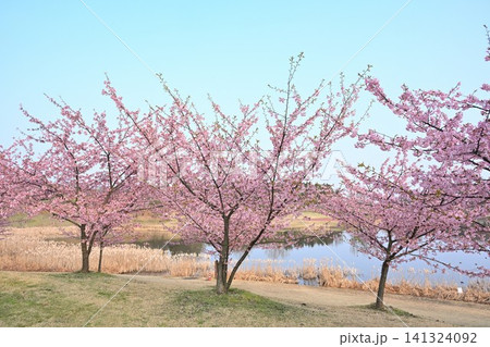 新潟県立植物園の河津桜（新潟県新潟市秋葉区新津） 141324092