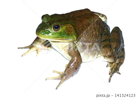 ウシガエルのメス 141324123