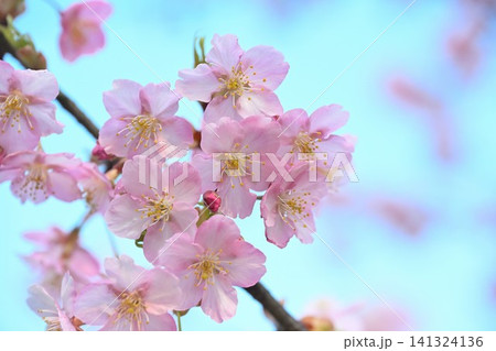 新潟県立植物園の河津桜のクローズアップ（新潟県新潟市秋葉区） 141324136
