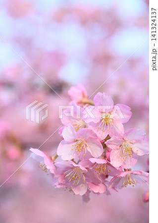 新潟県立植物園の河津桜のクローズアップ(新潟県新潟市秋葉区) 新潟県立植物園の河津桜のクローズアップ(新潟県新潟市秋葉区) 141324137