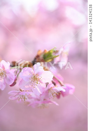 新潟県立植物園の河津桜のクローズアップ(新潟県新潟市秋葉区) 新潟県立植物園の河津桜のクローズアップ(新潟県新潟市秋葉区) 141324138