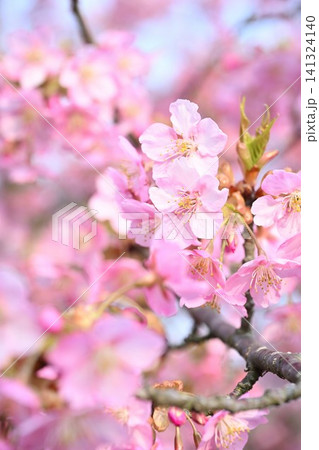 新潟県立植物園の河津桜のクローズアップ(新潟県新潟市秋葉区) 新潟県立植物園の河津桜のクローズアップ(新潟県新潟市秋葉区) 141324140
