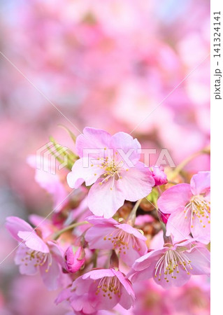 新潟県立植物園の河津桜のクローズアップ(新潟県新潟市秋葉区) 新潟県立植物園の河津桜のクローズアップ(新潟県新潟市秋葉区) 141324141