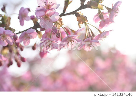 新潟県立植物園の河津桜のクローズアップ(新潟県新潟市秋葉区) 新潟県立植物園の河津桜のクローズアップ(新潟県新潟市秋葉区) 141324146