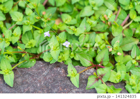緑の葉の中にひっそりと咲く淡い紫色の小さな野草の花 緑の葉の中にひっそりと咲く淡い紫色の小さな野草の花 141324835