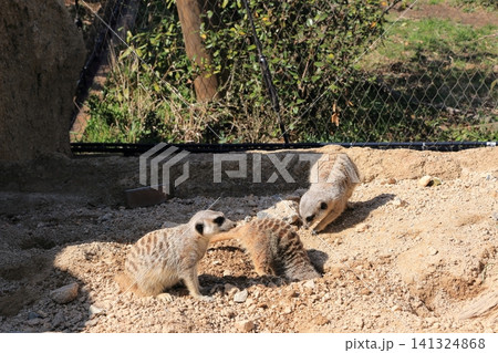 ミーアキャット ミーアキャット 141324868