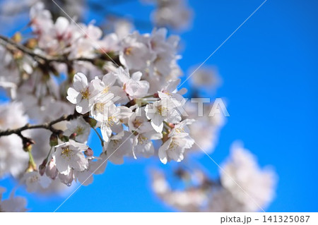 青空に咲く満開の桜 青空に咲く満開の桜 141325087