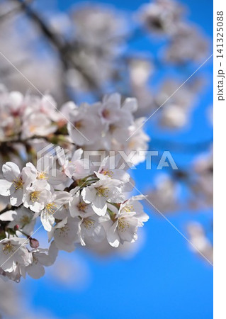 青空に咲く満開の桜 141325088
