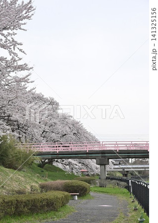 鷲ノ木遊歩道の桜並木(新潟県新潟市南区) 鷲ノ木遊歩道の桜並木(新潟県新潟市南区) 141325156