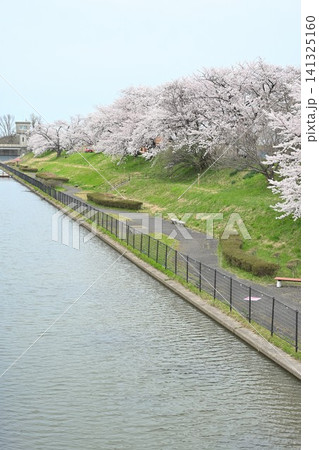 鷲ノ木遊歩道の桜並木(新潟県新潟市南区) 鷲ノ木遊歩道の桜並木(新潟県新潟市南区) 141325160