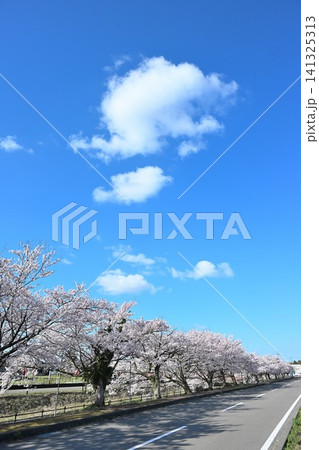 すご堀沿いに咲く桜並木(新潟県新潟市江南区) すご堀沿いに咲く桜並木(新潟県新潟市江南区) 141325313