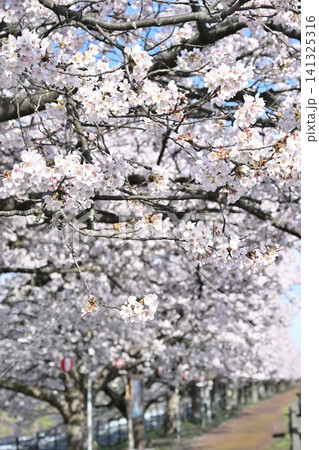 すご堀沿いに咲く桜並木(新潟県新潟市江南区) すご堀沿いに咲く桜並木(新潟県新潟市江南区) 141325316
