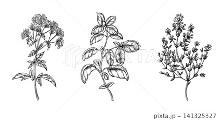 Basil, Oregano and Thyme Herb Branches in Detailed Vintage Black Botanical Line Art Set. Plant with flowering stems and textured leaves in monochrome ink. Suitable for culinary packaging, restaurant 141325327