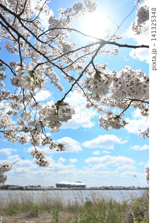 鳥屋野潟の桜とビッグスワン(新潟県新潟市中央区) 鳥屋野潟の桜とビッグスワン(新潟県新潟市中央区) 141325348