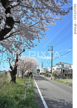 春の鳥屋野潟に咲く桜(新潟県新潟市中央区) 春の鳥屋野潟に咲く桜(新潟県新潟市中央区) 141325392