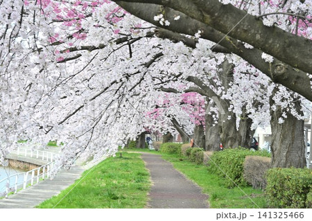 東明さくら公園の桜並木(新潟県新潟市江南区) 東明さくら公園の桜並木(新潟県新潟市江南区) 141325466