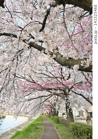 東明さくら公園の桜並木(新潟県新潟市江南区) 東明さくら公園の桜並木(新潟県新潟市江南区) 141325468