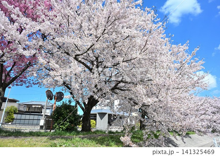 東明さくら公園の桜並木（新潟県新潟市江南区） 141325469