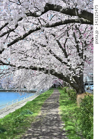 東明さくら公園の桜並木（新潟県新潟市江南区） 141325475
