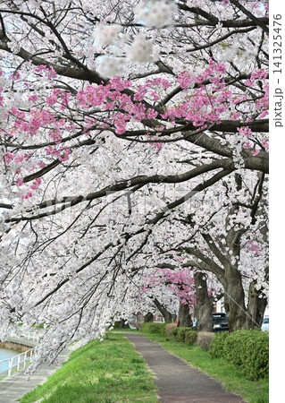東明さくら公園の桜並木(新潟県新潟市江南区) 東明さくら公園の桜並木(新潟県新潟市江南区) 141325476