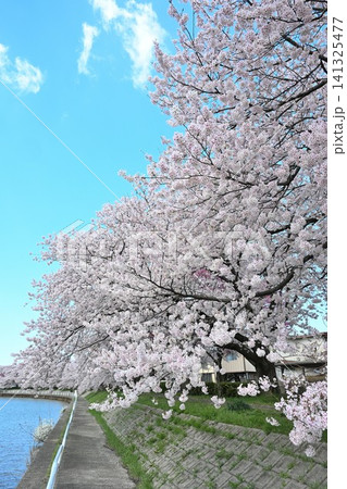 東明さくら公園の桜並木(新潟県新潟市江南区) 東明さくら公園の桜並木(新潟県新潟市江南区) 141325477