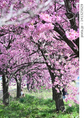 マイロード桜の舞う道の陽光桜(新潟県新潟市秋葉区新津) マイロード桜の舞う道の陽光桜(新潟県新潟市秋葉区新津) 141325629