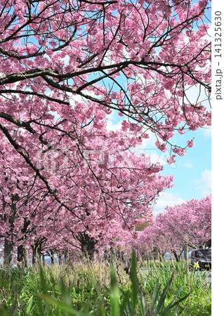 マイロード桜の舞う道の陽光桜(新潟県新潟市秋葉区新津) マイロード桜の舞う道の陽光桜(新潟県新潟市秋葉区新津) 141325630