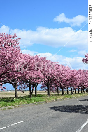 マイロード桜の舞う道の陽光桜（新潟県新潟市秋葉区新津） 141325632