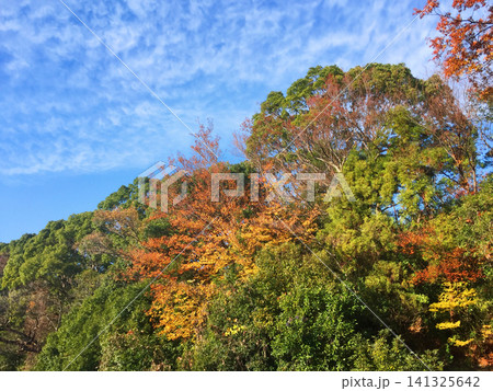秋空と紅葉 秋空と紅葉 141325642