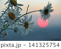 Background with daisies at sunset, red sun 141325754