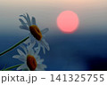 Background with daisies at sunset, red sun 141325755