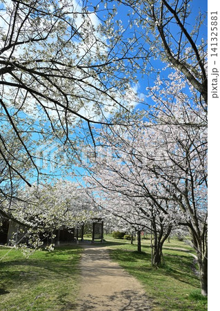 大江山公園の桜(新潟県新潟市江南区) 大江山公園の桜(新潟県新潟市江南区) 141325881