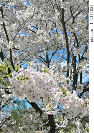大江山公園の桜（新潟県新潟市江南区） 141325883