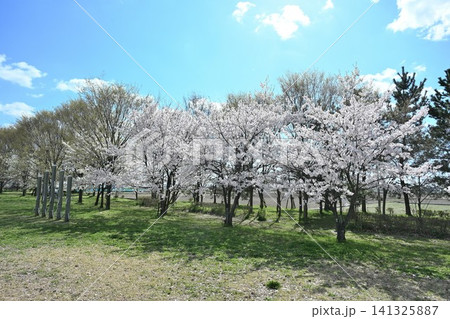 大江山公園の桜（新潟県新潟市江南区） 141325887