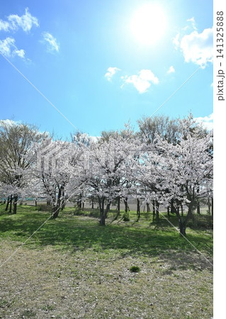 大江山公園の桜(新潟県新潟市江南区) 大江山公園の桜(新潟県新潟市江南区) 141325888