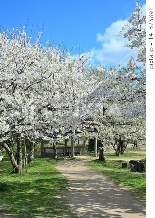 大江山公園の桜（新潟県新潟市江南区） 141325891