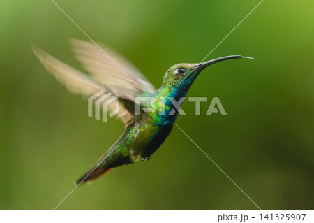 Black-throated mango hovers against green bokeh background Black-throated mango hovers against green bokeh background 141325907