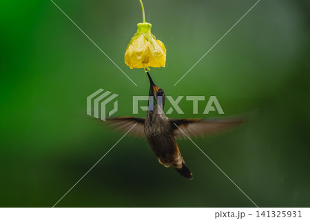 Brown violetear spreads wings under yellow flower Brown violetear spreads wings under yellow flower 141325931