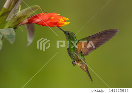 Buff-tailed coronet drinks hovering under red-and-yellow flower Buff-tailed coronet drinks hovering under red-and-yellow flower 141325935
