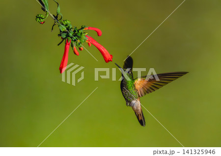 Buff-tailed coronet flies up under Cape fuchsia 141325946
