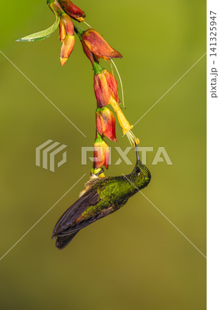 Buff-tailed coronet hangs drinking from red-and-yellow flower Buff-tailed coronet hangs drinking from red-and-yellow flower 141325947
