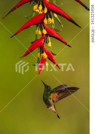 Buff-tailed coronet hovers drinking below red heliconia Buff-tailed coronet hovers drinking below red heliconia 141325956