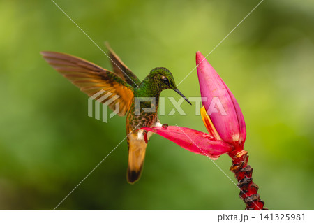Buff-tailed coronet perches on flower lifting wings Buff-tailed coronet perches on flower lifting wings 141325981