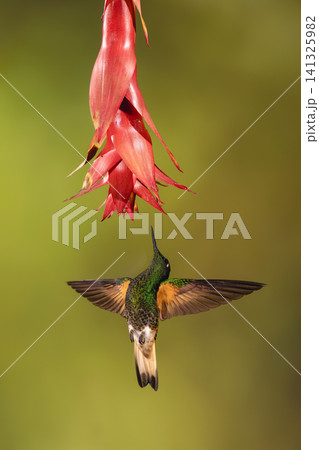 Buff-tailed coronet spreads wings below red flower Buff-tailed coronet spreads wings below red flower 141325982