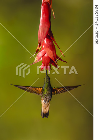 Buff-tailed coronet spreads wings beneath red flower Buff-tailed coronet spreads wings beneath red flower 141325984