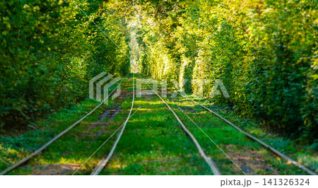 Tram and tram rails in colorful forest 141326324